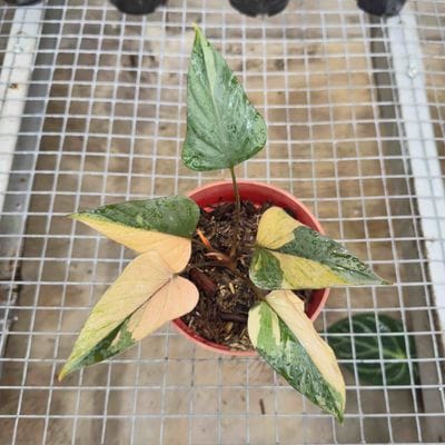 Homalomena Pink Diamond
