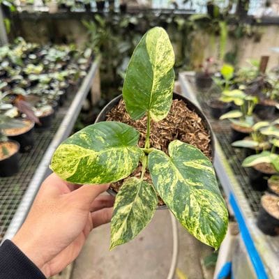 Homalomena Schismatoglottis Variegated