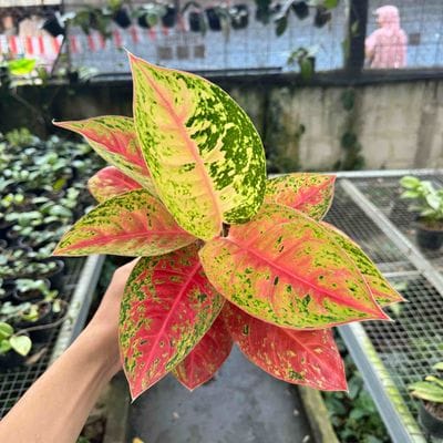 Aglaonema Mahasety Red