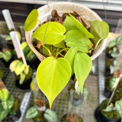 Philodendron Haderaceum Lemon Lime