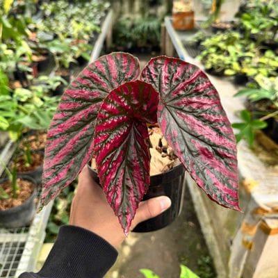 Begonia Red Violet