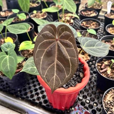 Anthurium Red Gunsal