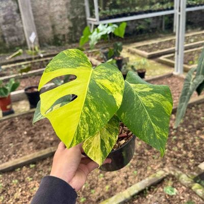 Monstera Aurea Marmorata Variegated