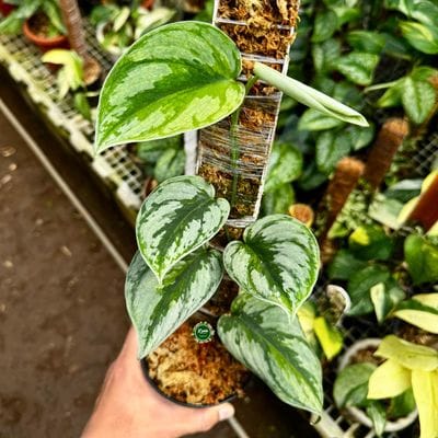 Scindapsus Exotica Kapuas Green On Green